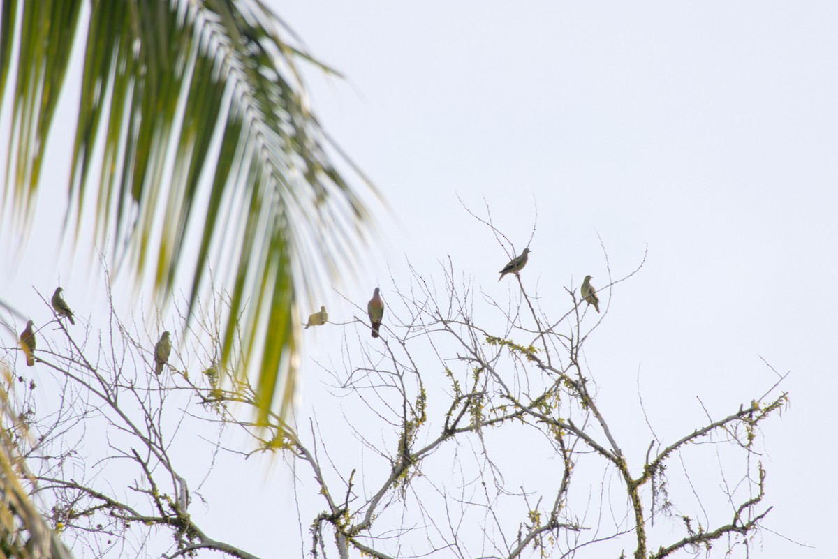 Pink-necked Green-Pigeon - ML643342097