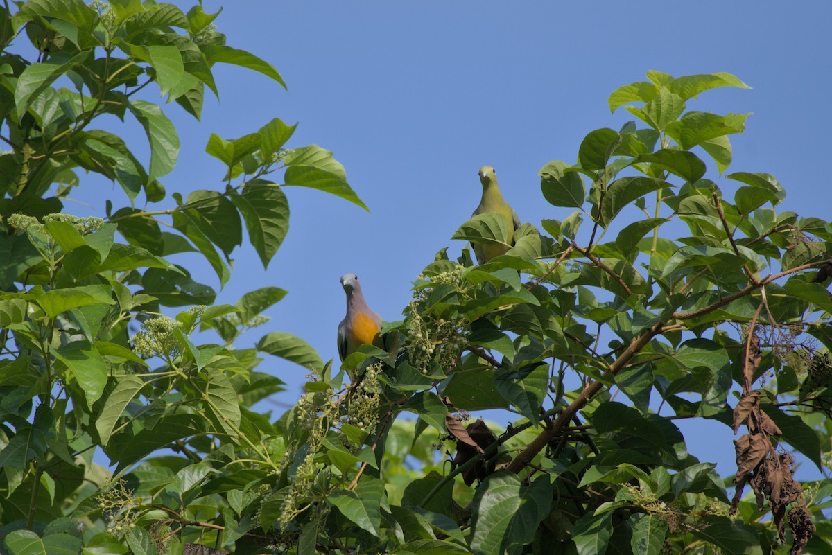 Pink-necked Green-Pigeon - ML643342107