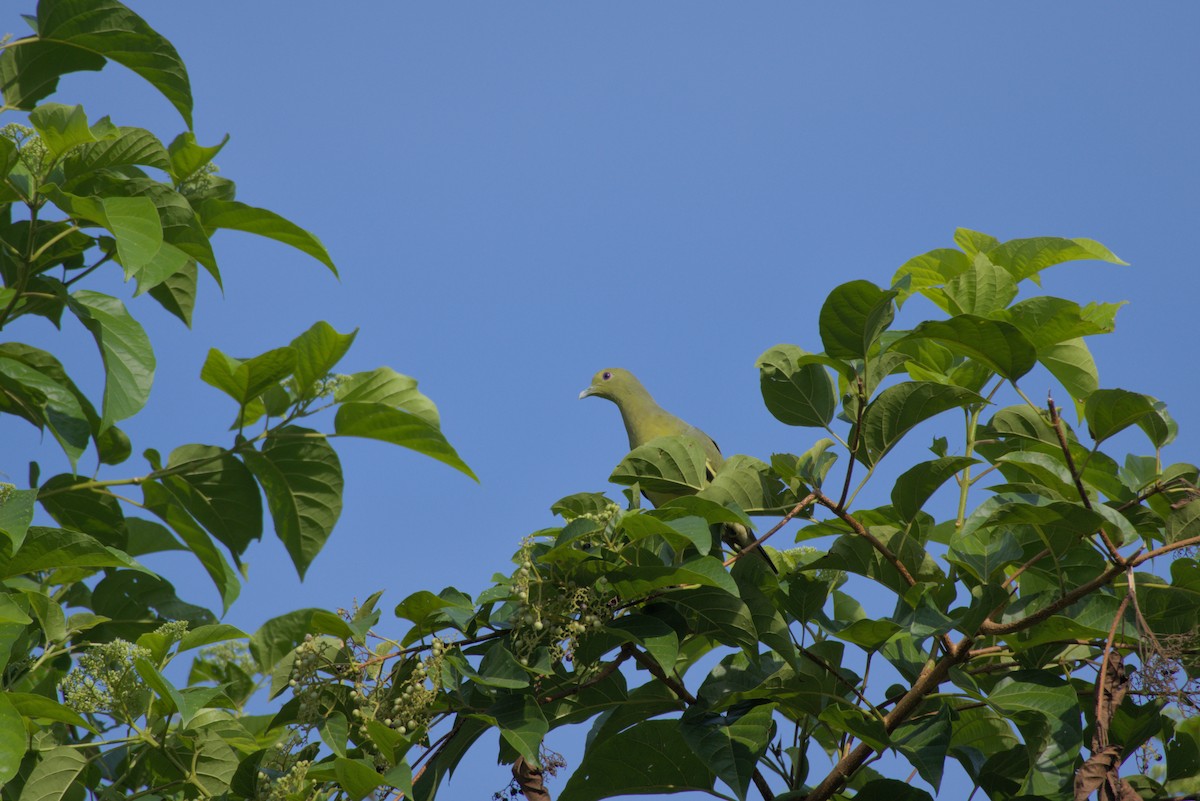 Pink-necked Green-Pigeon - ML643342108