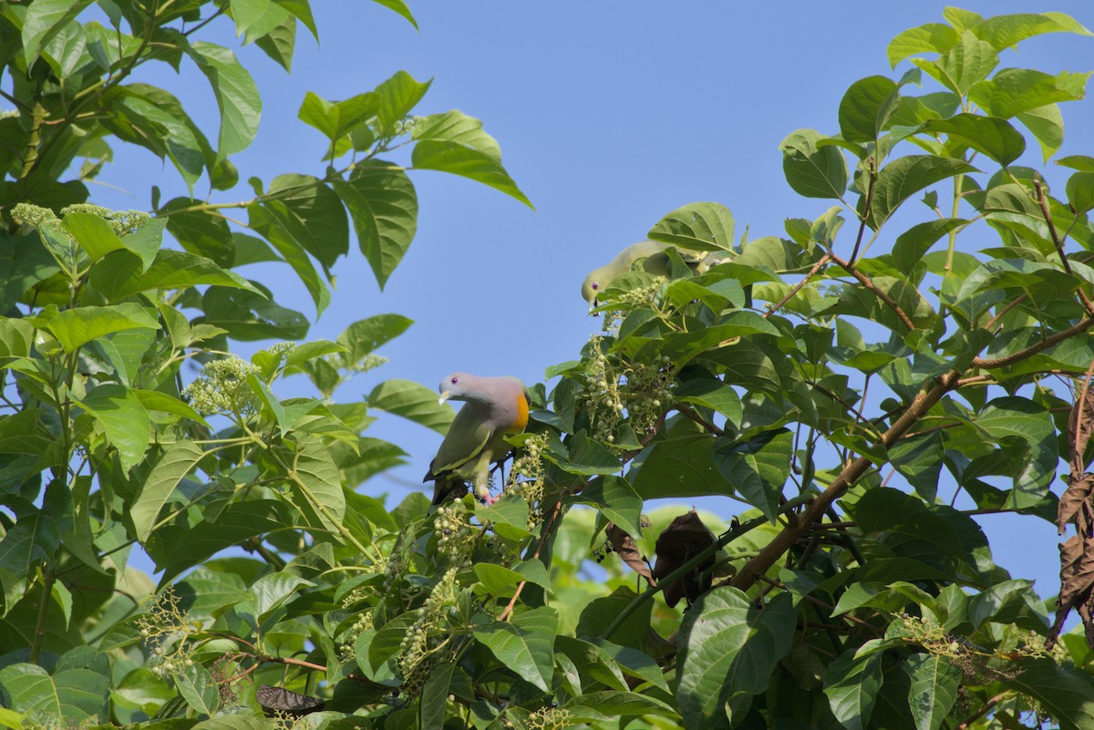 Pink-necked Green-Pigeon - ML643342109