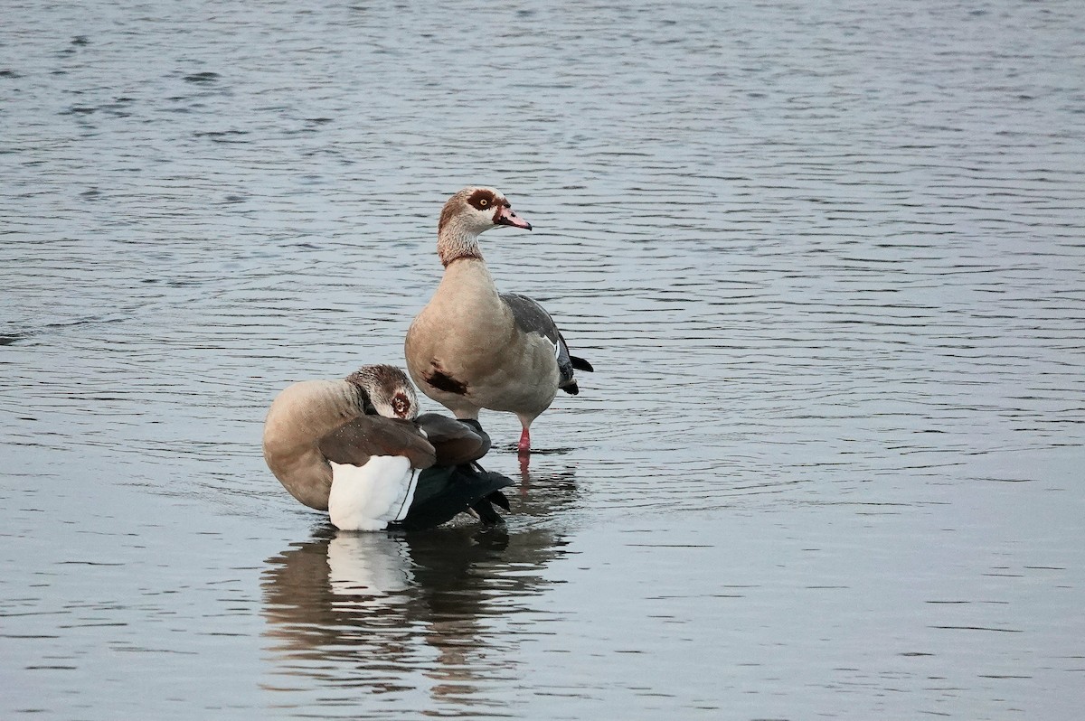 Egyptian Goose - ML643342111