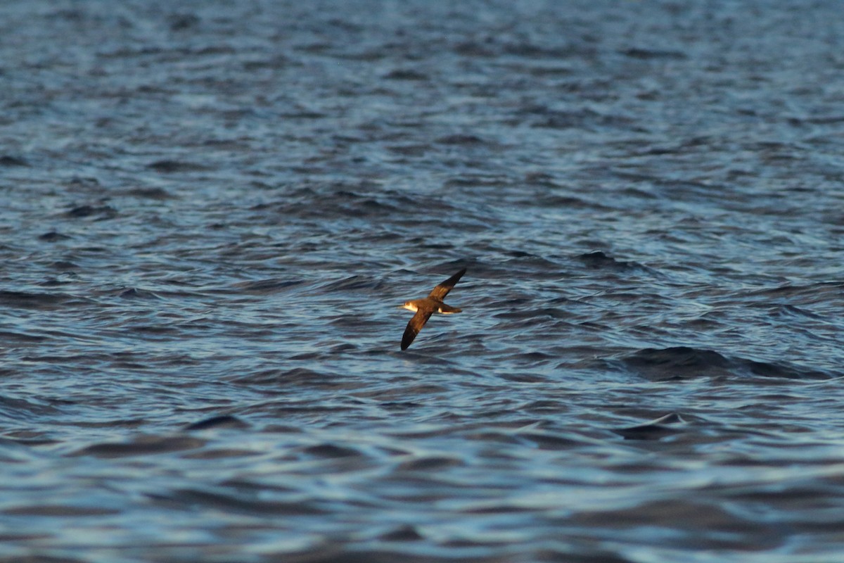 Barolo Shearwater - ML643342115
