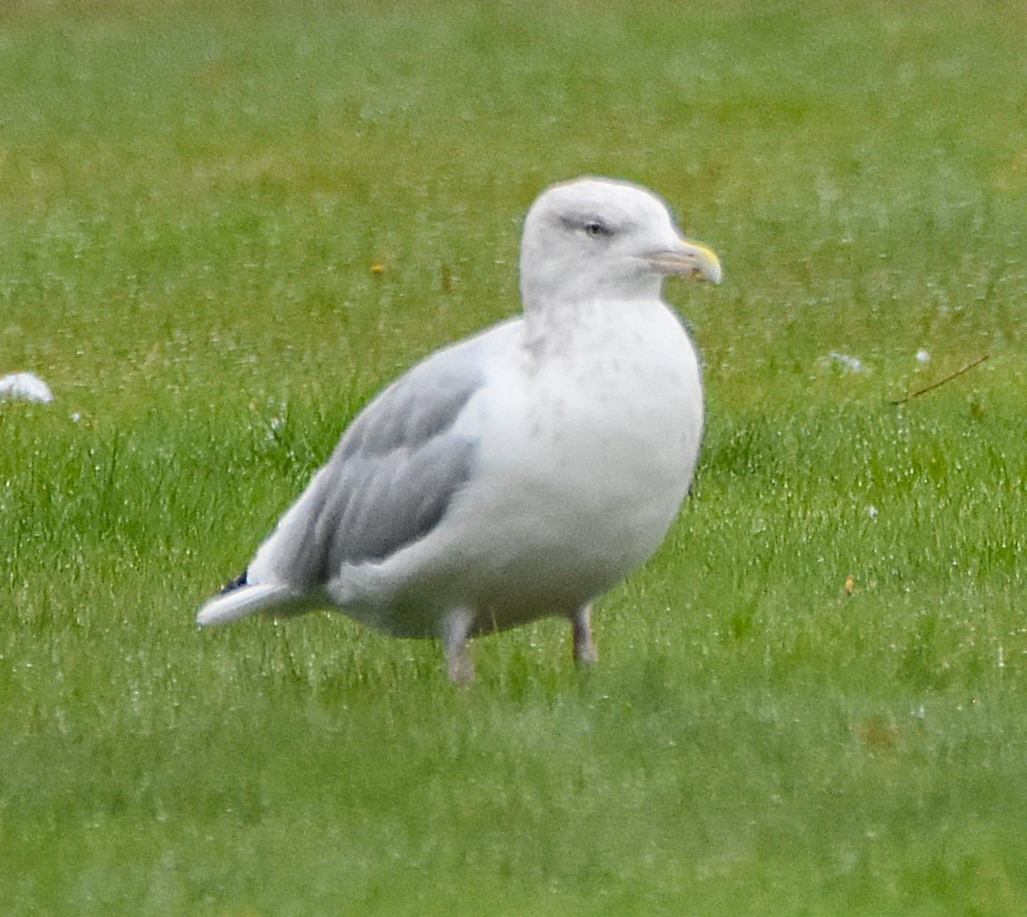 American Herring Gull - ML643342121