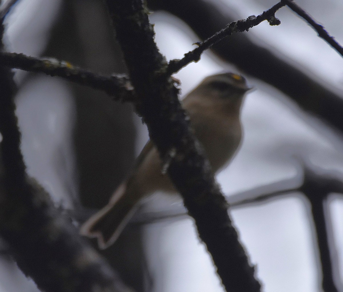 Golden-crowned Kinglet - ML643342138