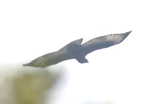 diurnal raptor sp. - ML643342143