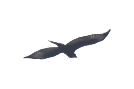 diurnal raptor sp. - ML643342144