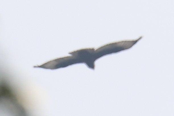 diurnal raptor sp. - ML643342145