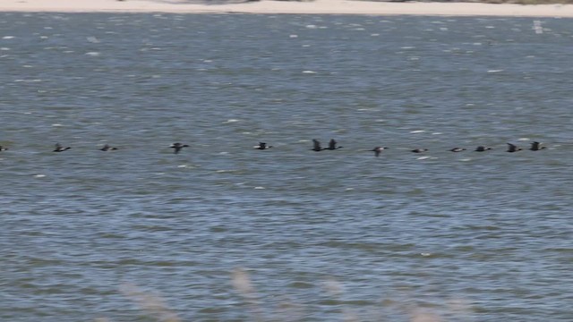 Double-crested Cormorant - ML643342146