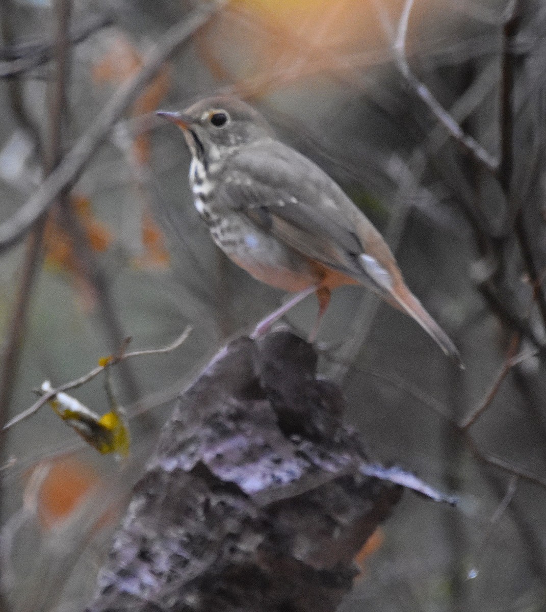Hermit Thrush - ML643342148