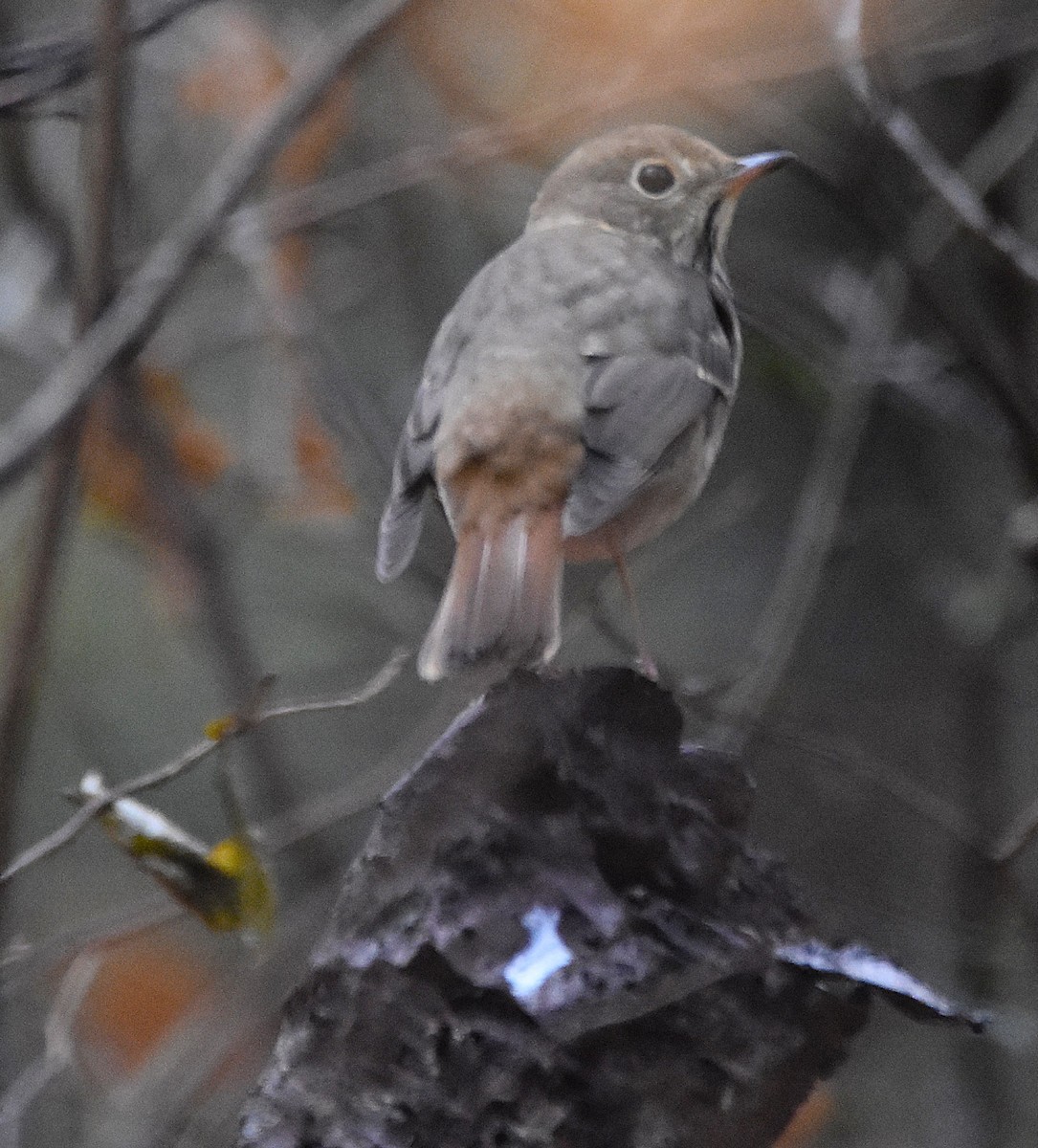 Hermit Thrush - ML643342154
