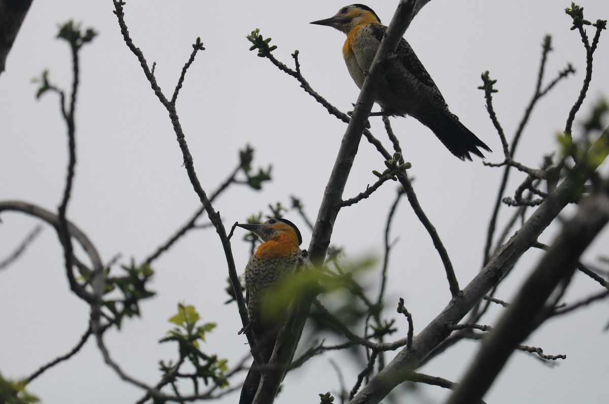 Carpintero Campestre - ML643342192