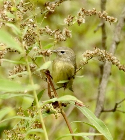 Orange-crowned Warbler - ML643342196