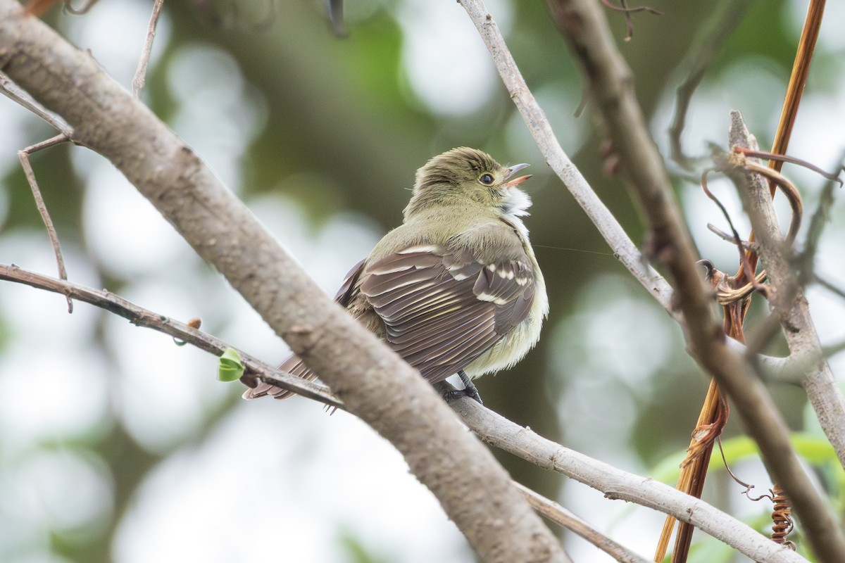 Small-billed Elaenia - ML643342205