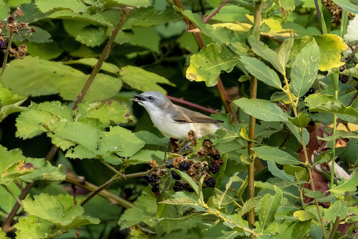 Lesser Whitethroat - ML643342217