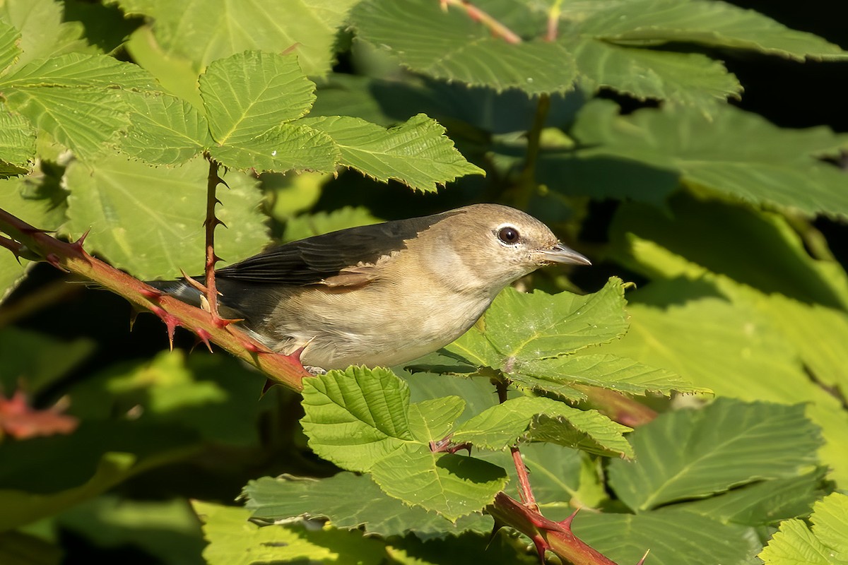Garden Warbler - ML643342226