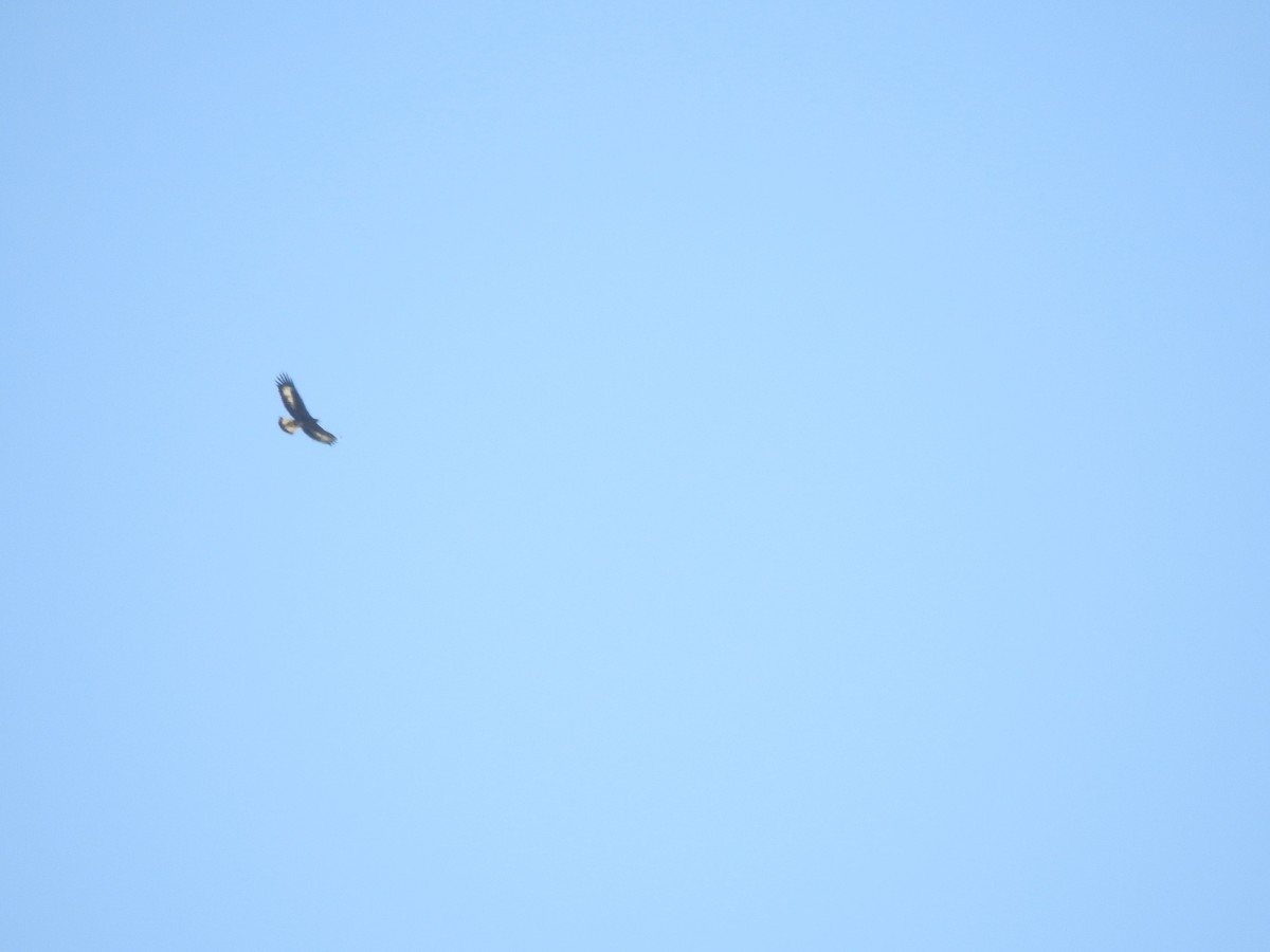 Golden Eagle - ML643342227