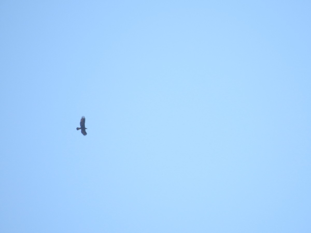 Golden Eagle - ML643342228