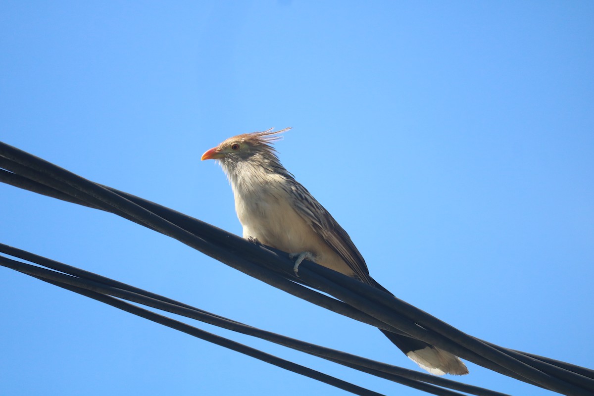 Guira Cuckoo - ML643342230