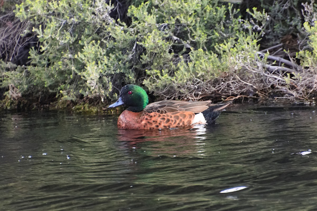 Chestnut Teal - ML643342240