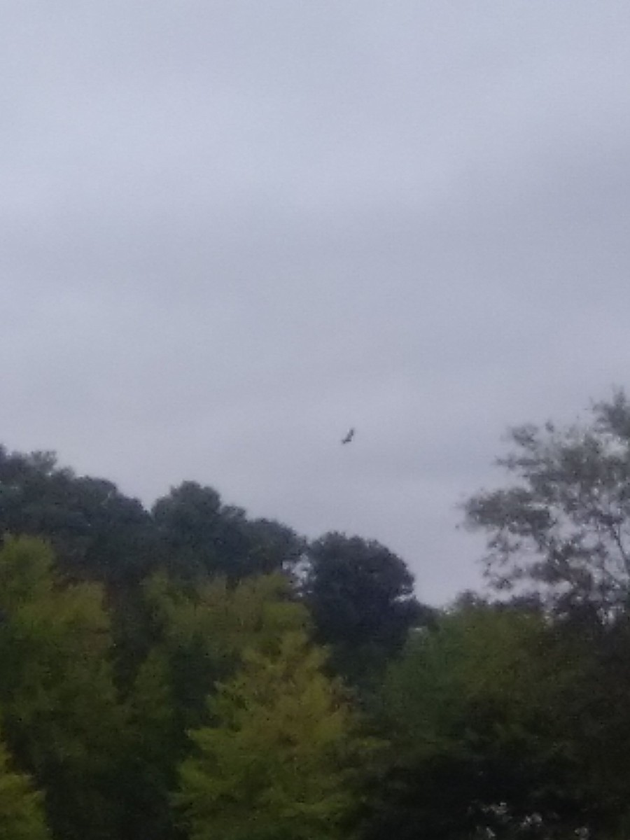 Turkey Vulture - ML643342267