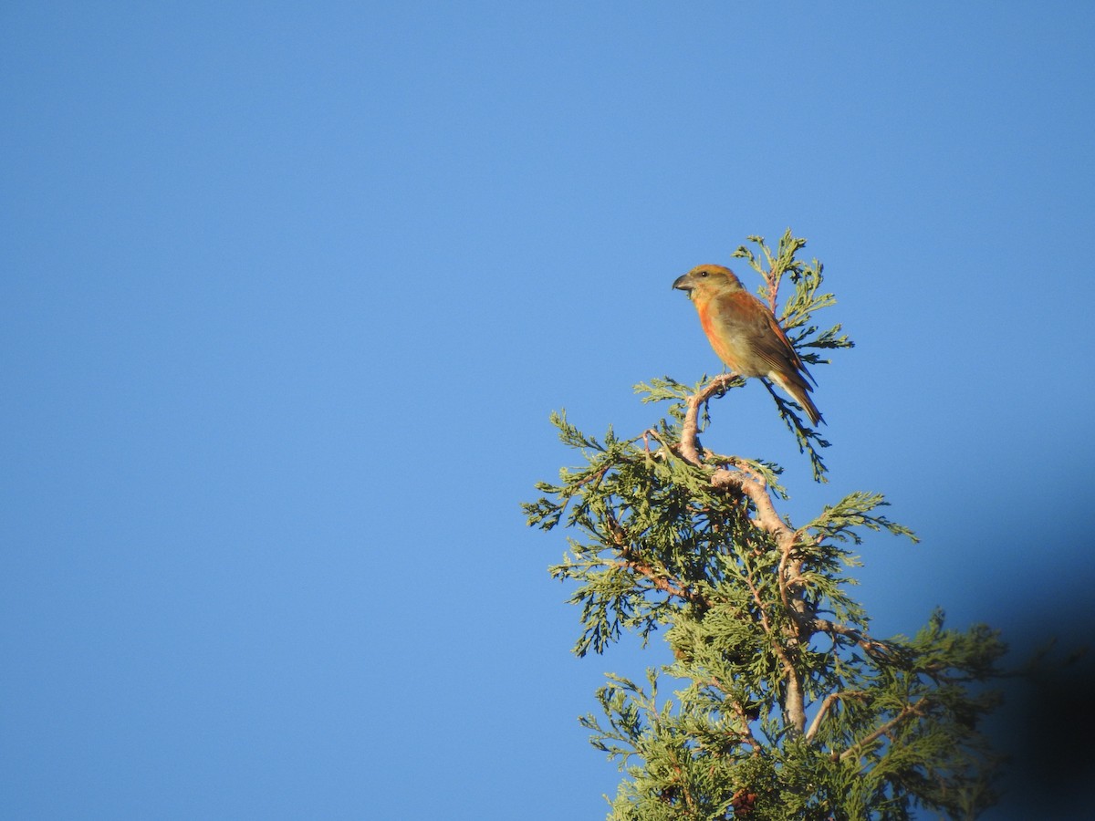Red Crossbill - ML643342274