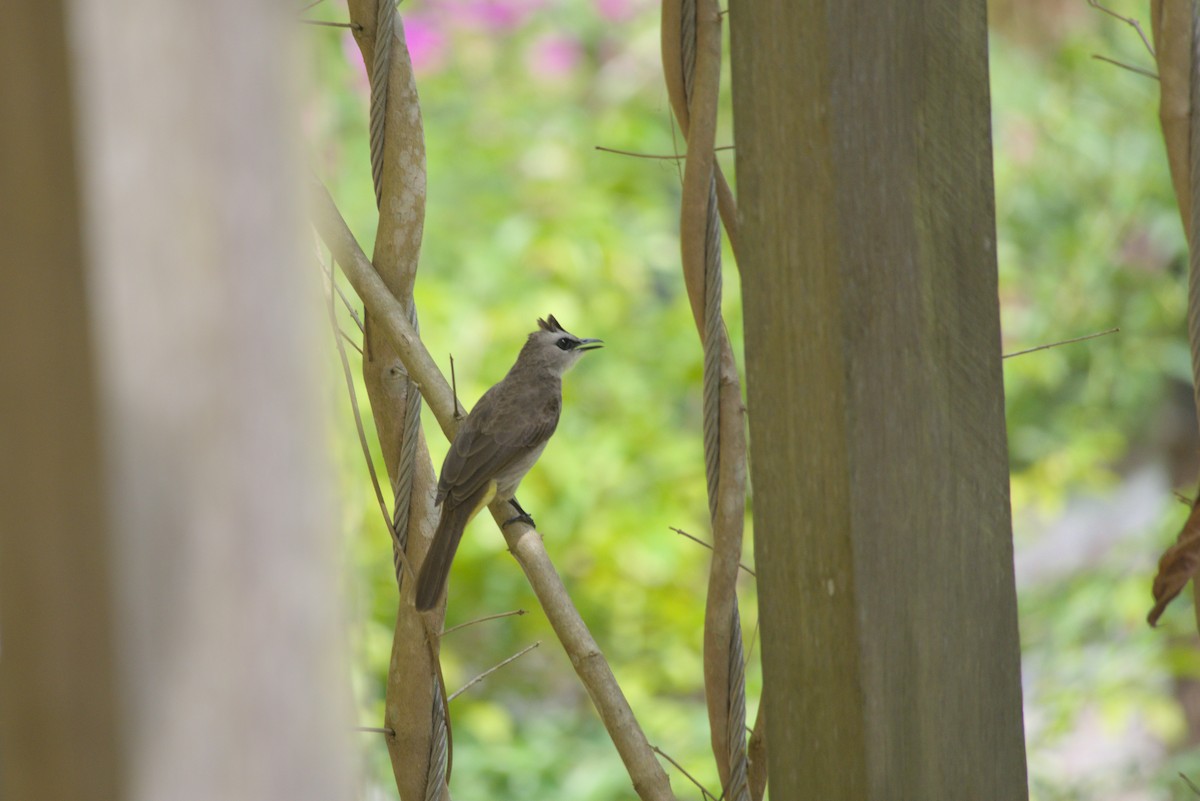 Yellow-vented Bulbul - ML643342306
