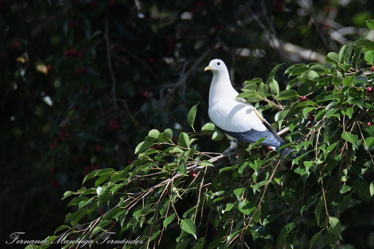 Torresian Imperial-Pigeon - ML643342309