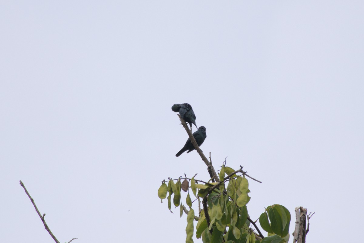 Asian Glossy Starling - ML643342317