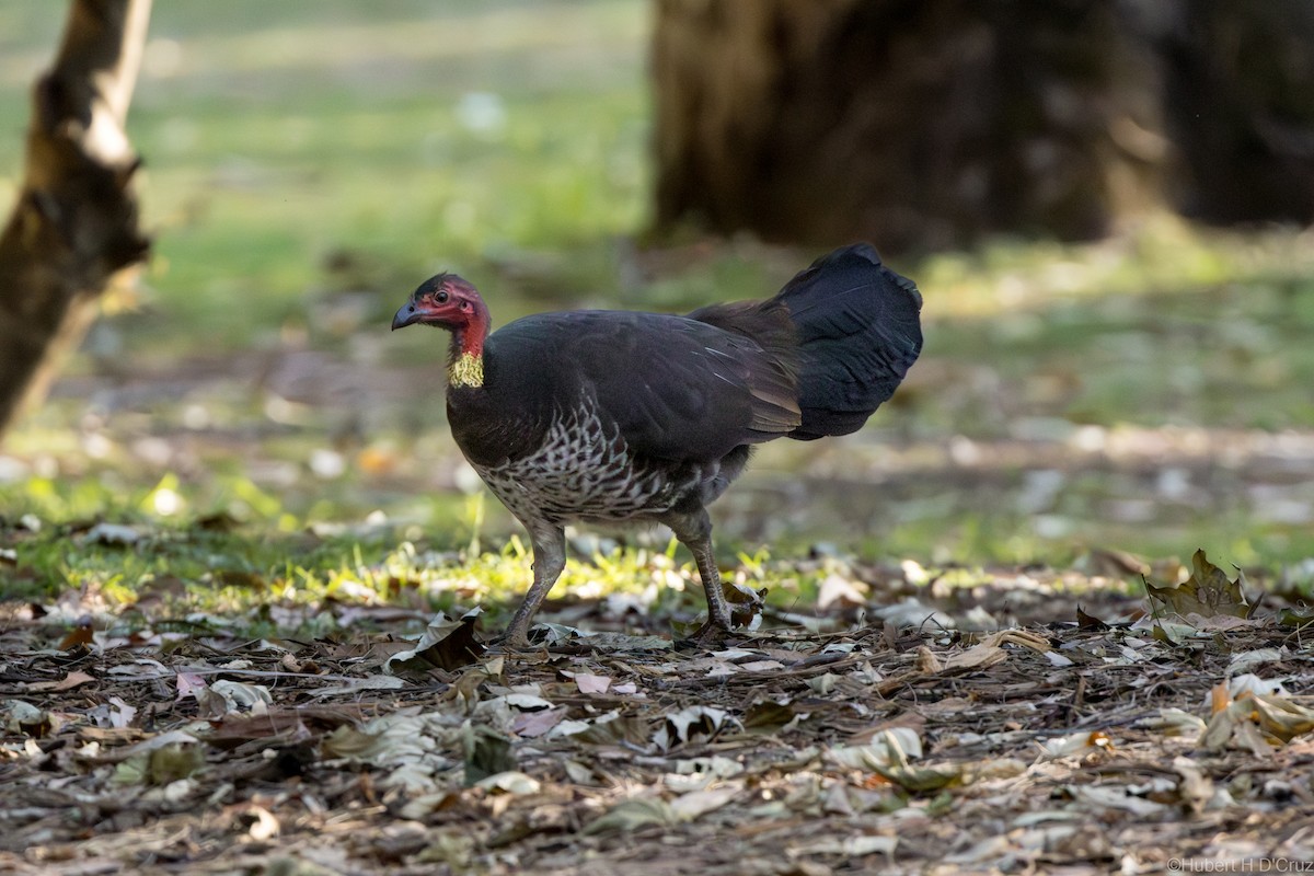 Australian Brushturkey - ML643342318