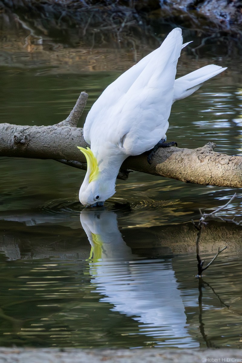 Sulphur-crested Cockatoo - ML643342327