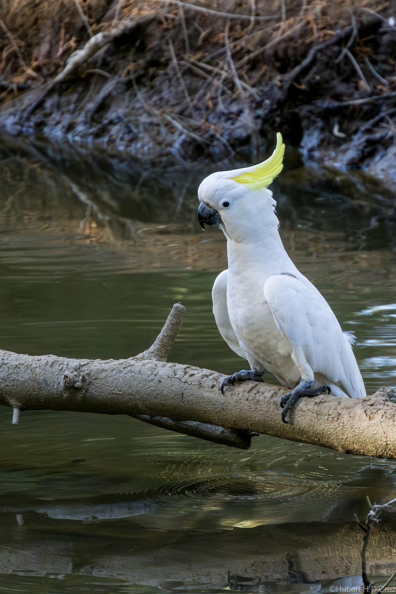 Sulphur-crested Cockatoo - ML643342330