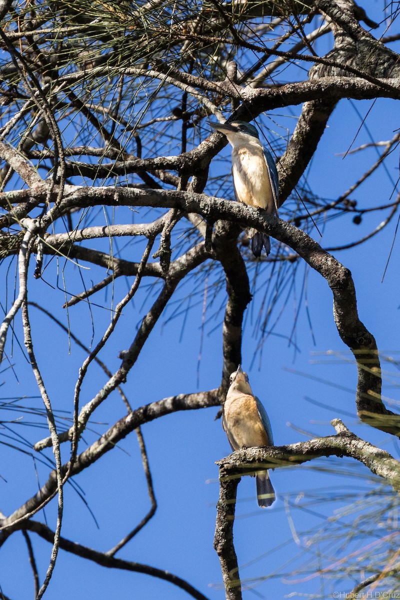 Sacred Kingfisher - ML643342333