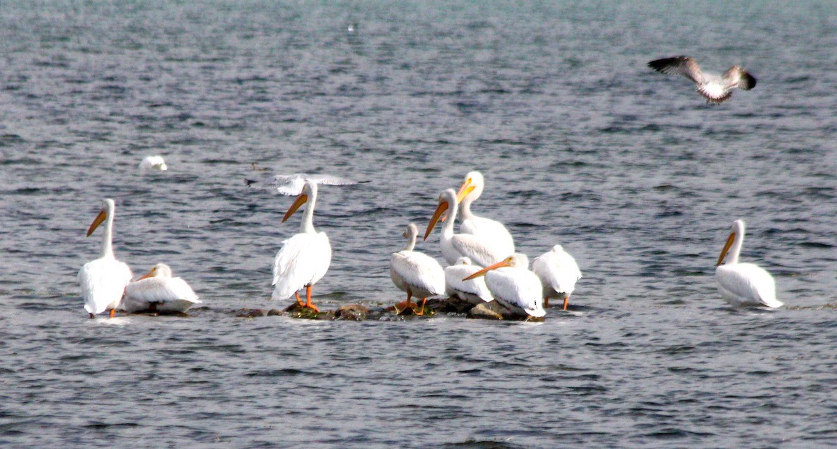 American White Pelican - ML643342337