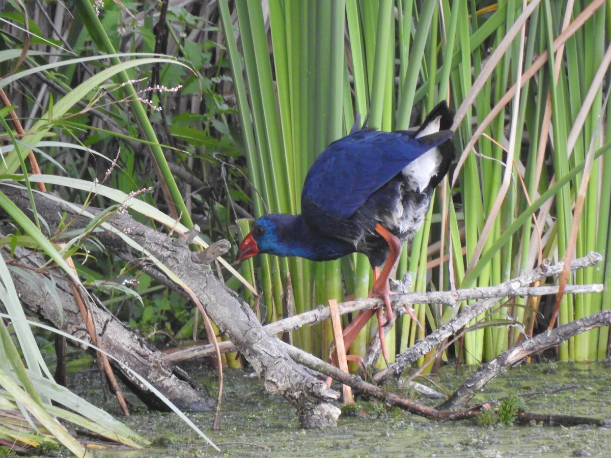 Western Swamphen - ML643342341