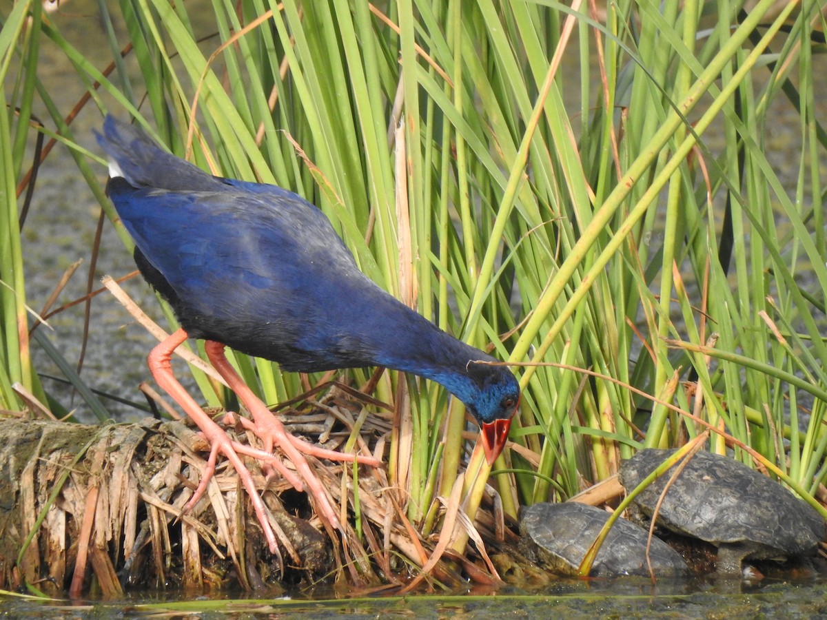 Western Swamphen - ML643342342