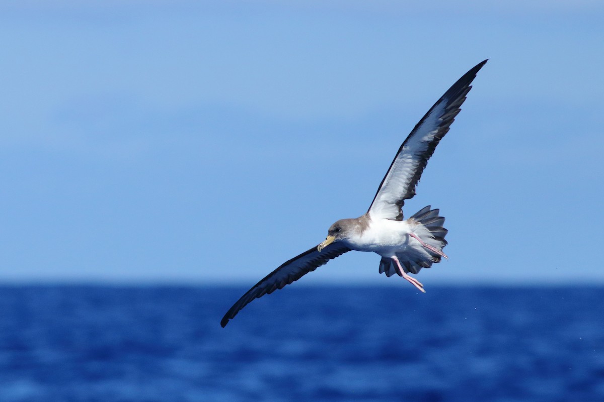 Cory's Shearwater - ML643342348