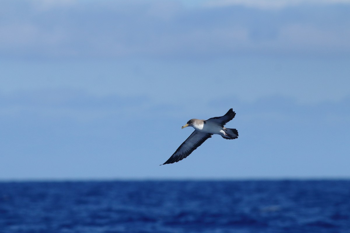 Cory's Shearwater - ML643342350