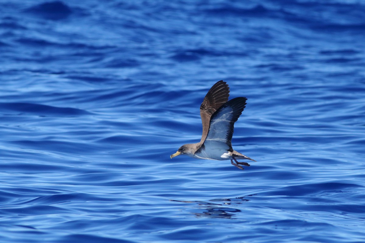Cory's Shearwater - ML643342352