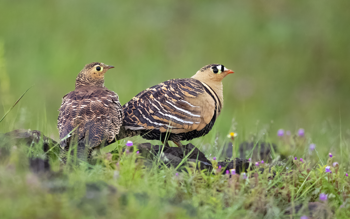 Painted Sandgrouse - ML643342357