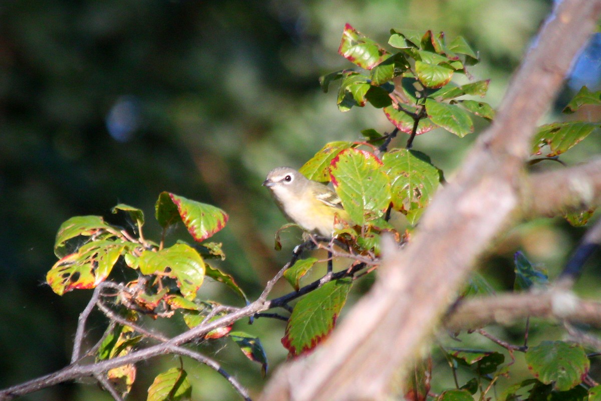 Blue-headed Vireo - ML643342366
