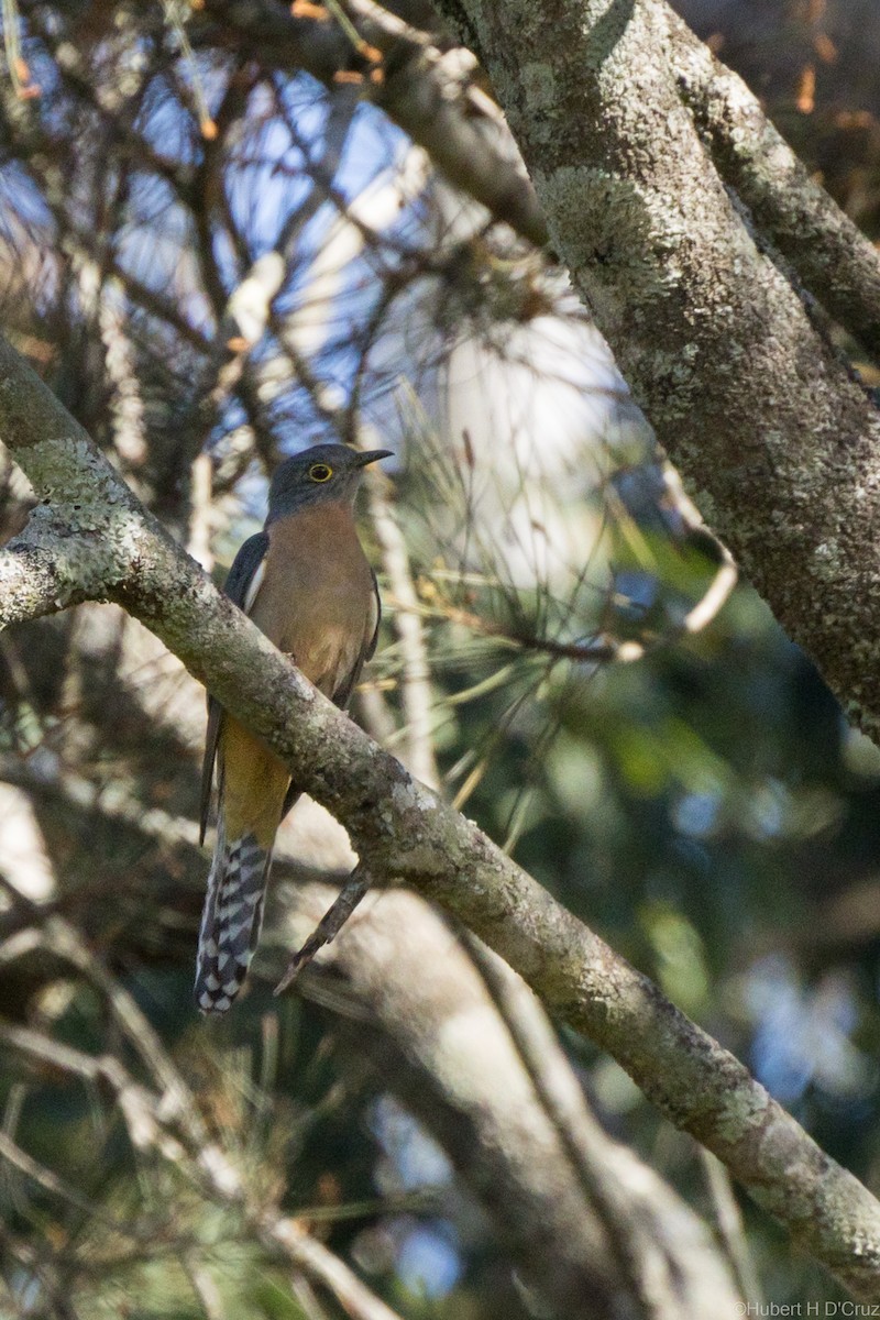 Fan-tailed Cuckoo - ML643342369