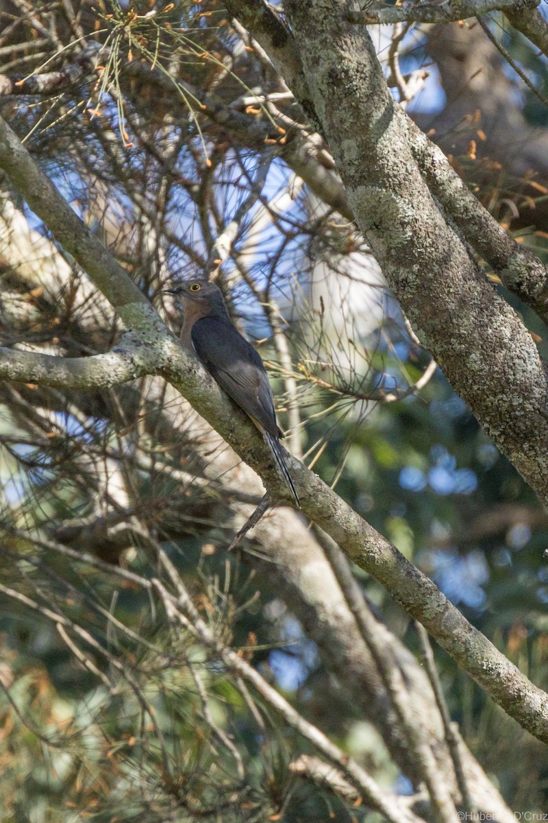 Fan-tailed Cuckoo - ML643342370