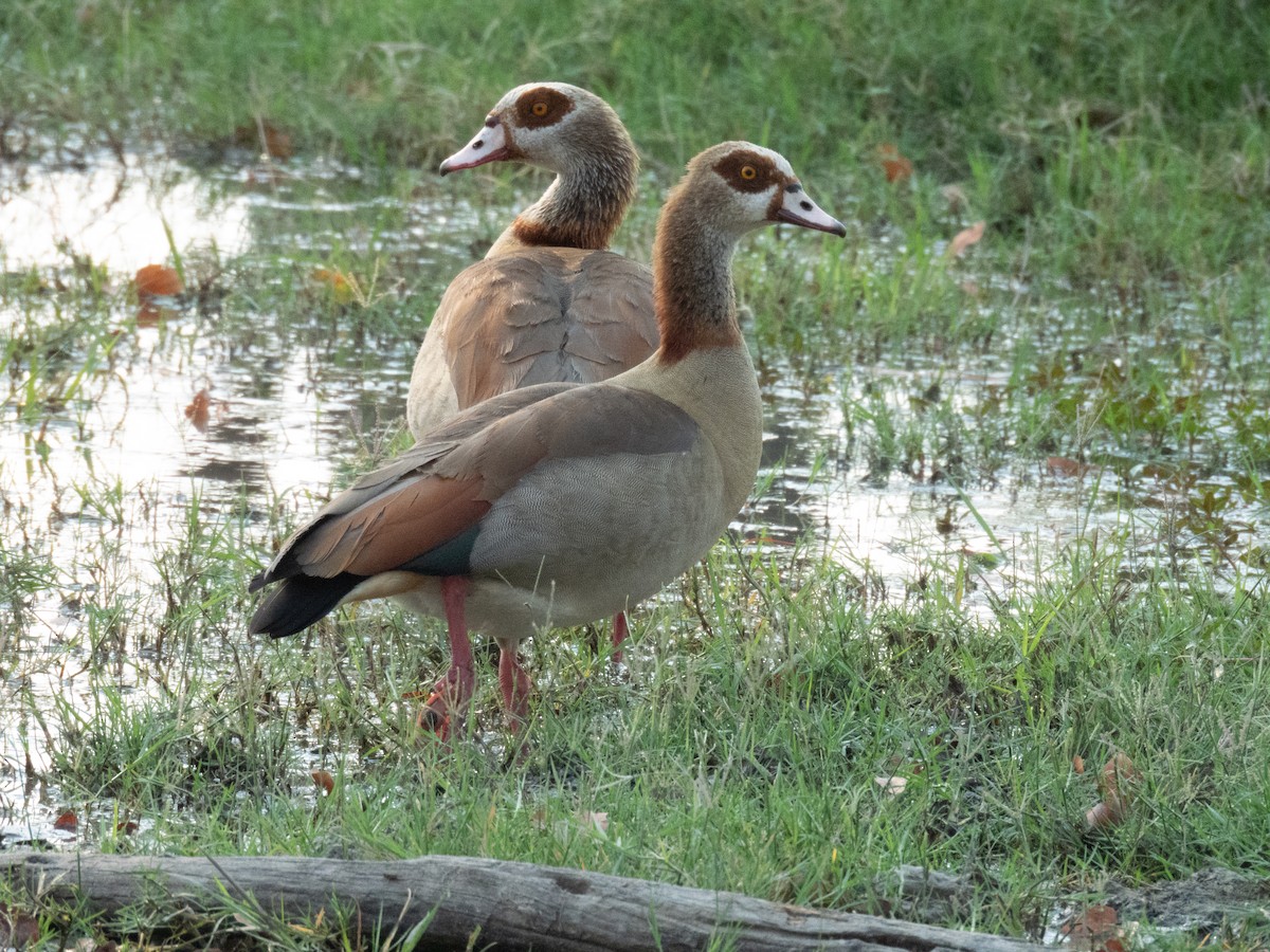 Egyptian Goose - ML643342382