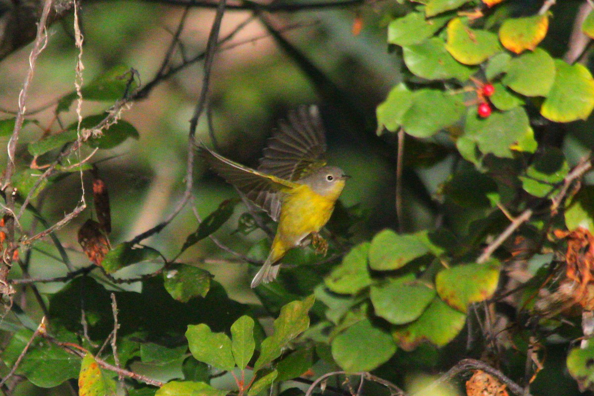 Nashville Warbler - ML643342386