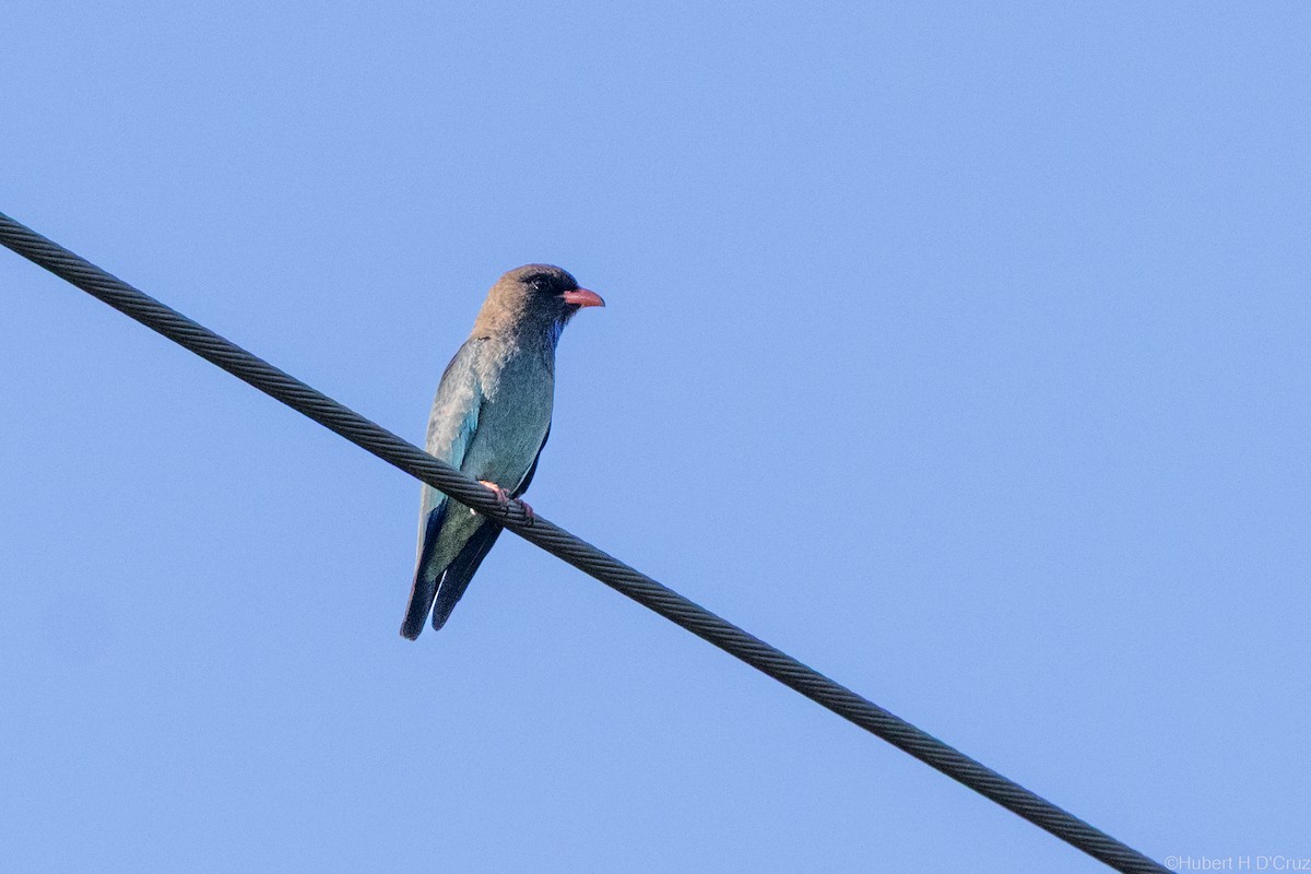 Dollarbird - ML643342408
