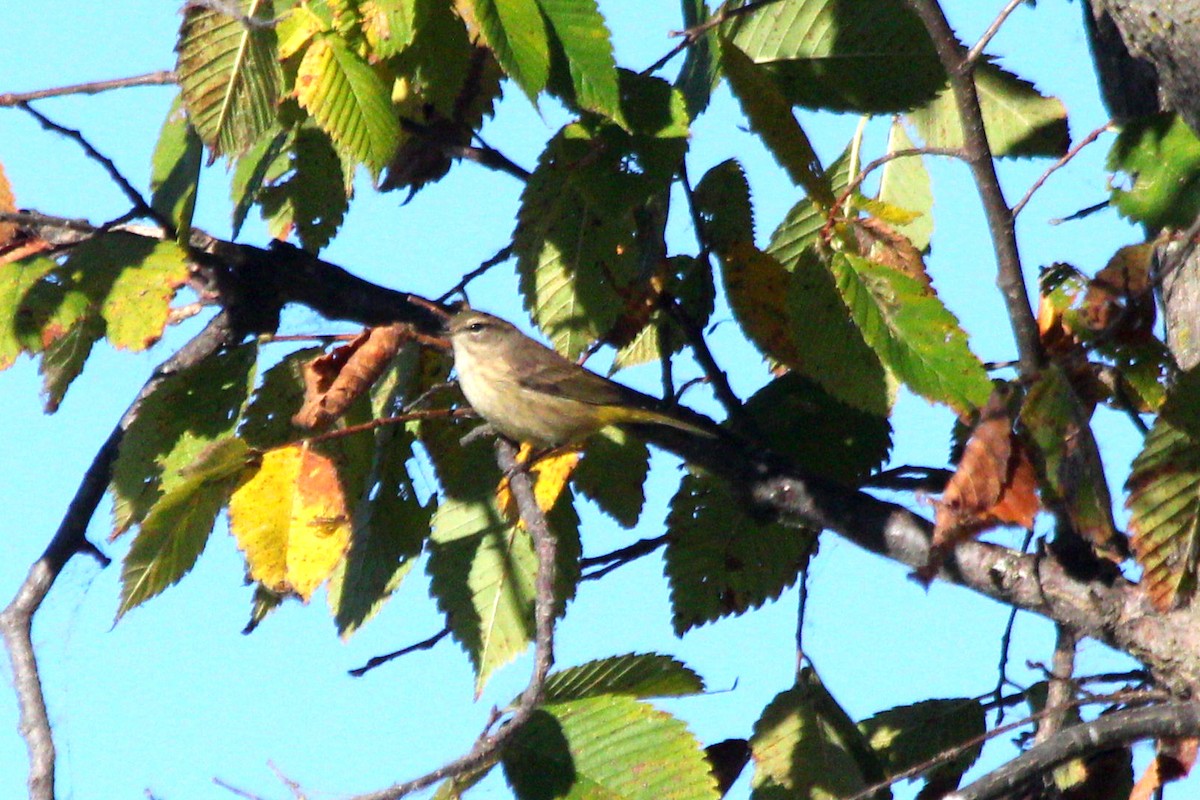 Palm Warbler - ML643342409