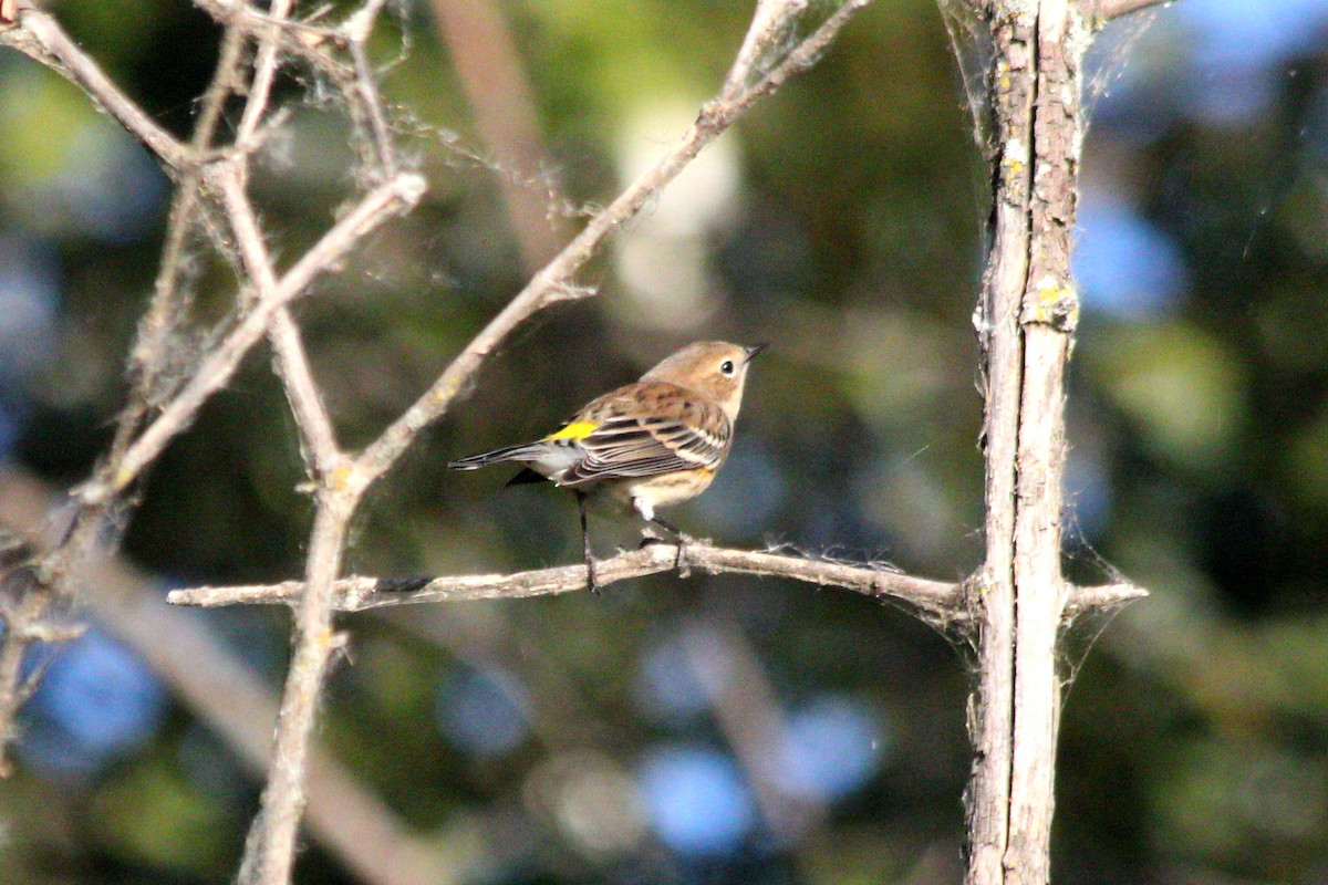 Yellow-rumped Warbler - ML643342420