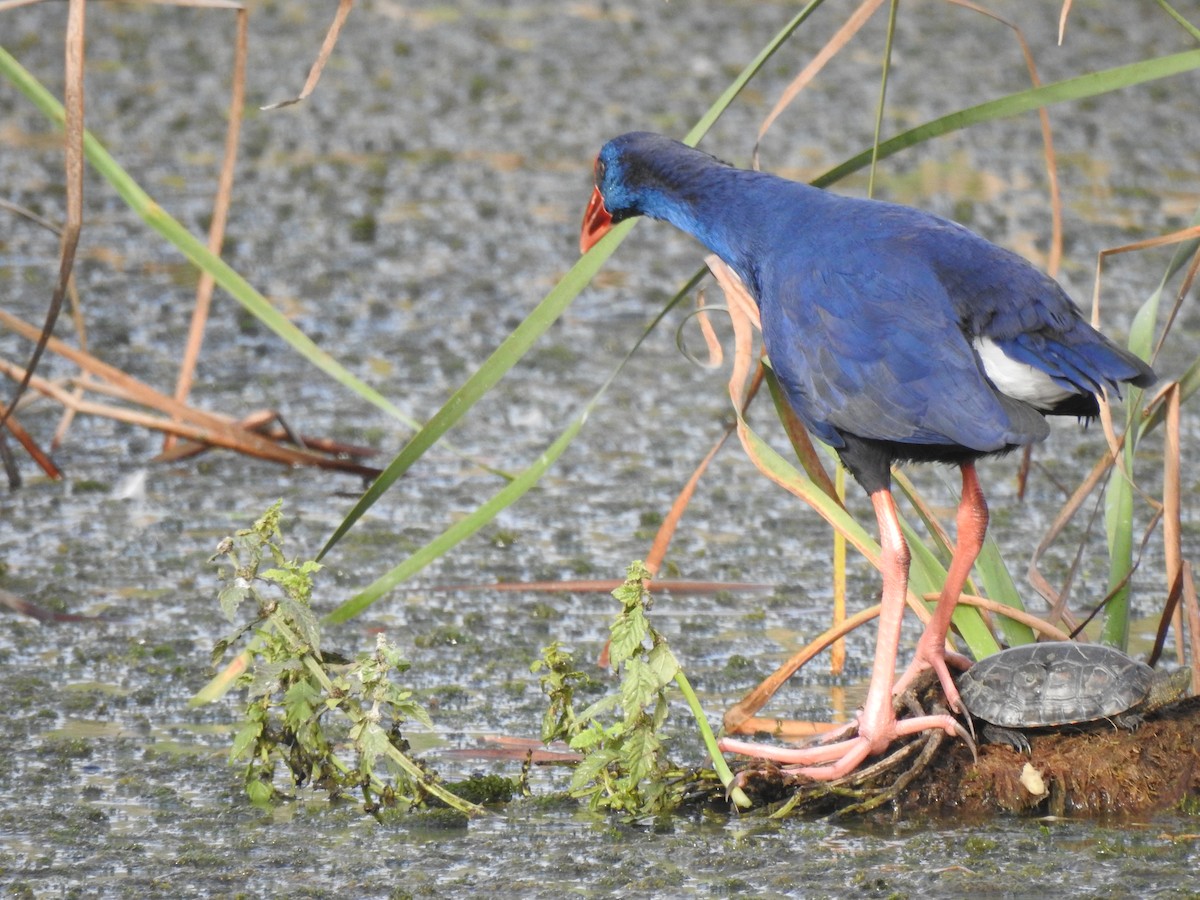 Western Swamphen - ML643342425