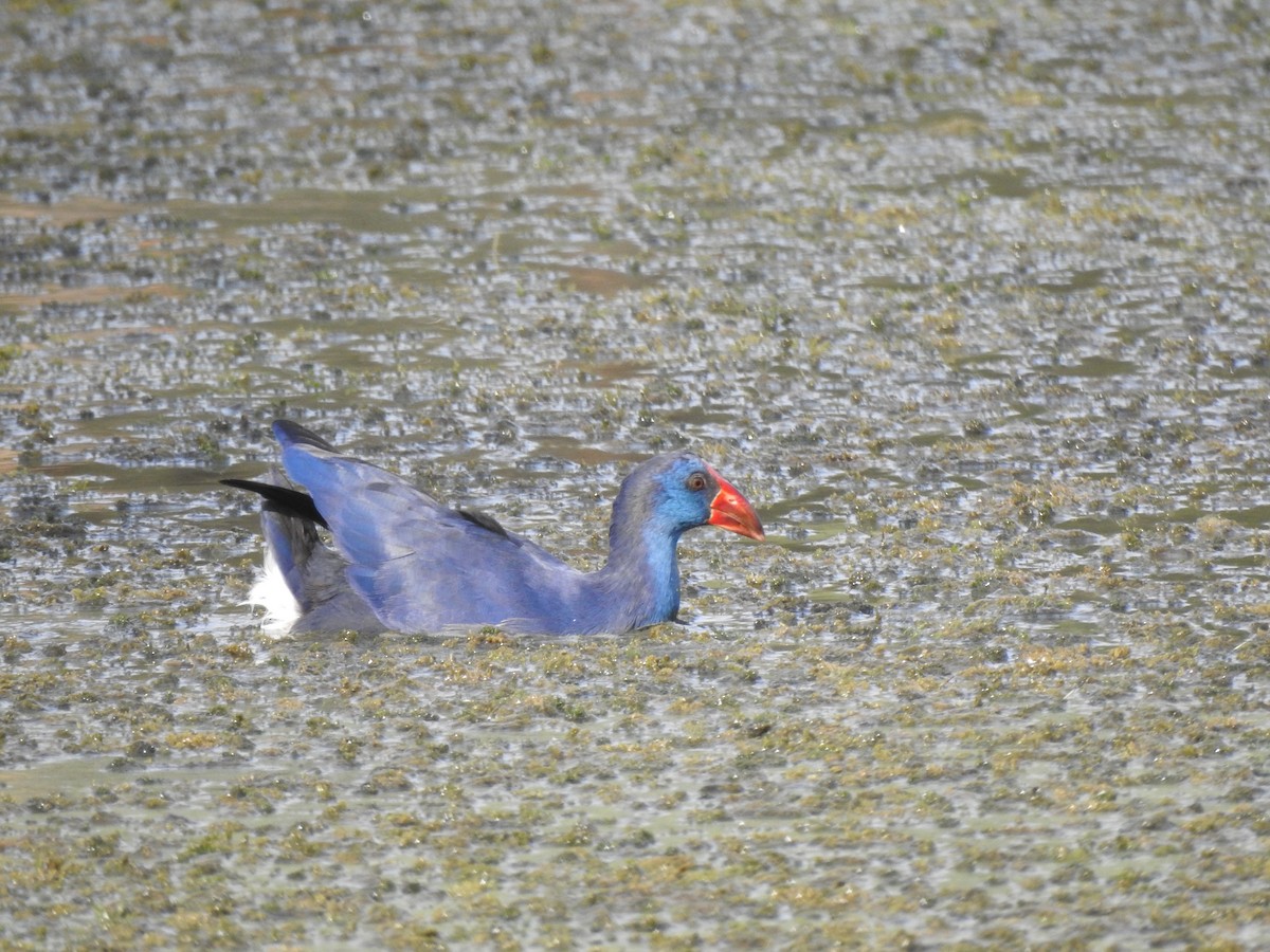 Western Swamphen - ML643342426