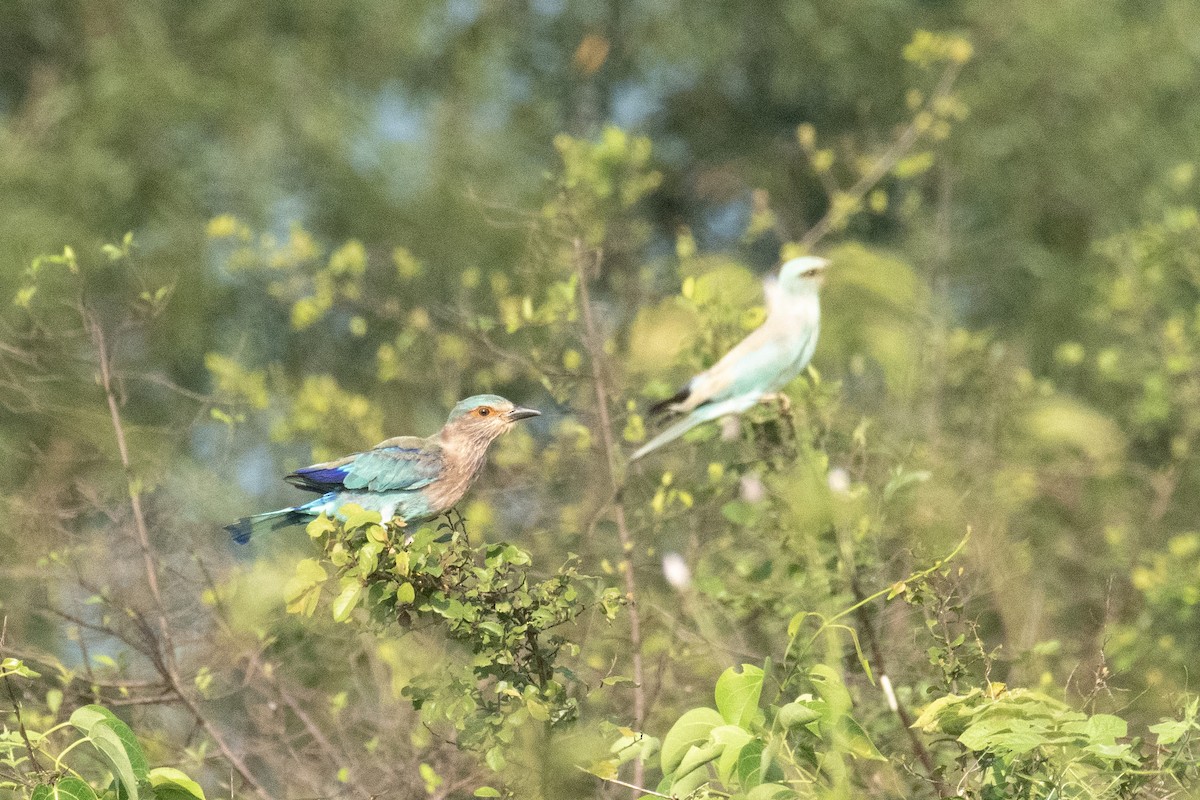 インドブッポウソウ - ML643342442